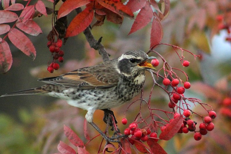 Рябинник (turdus pilaris