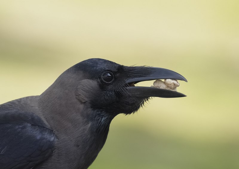 Corvus splendens