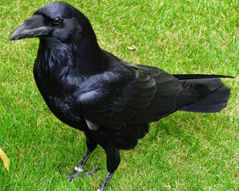 Королевский ворон Коракс