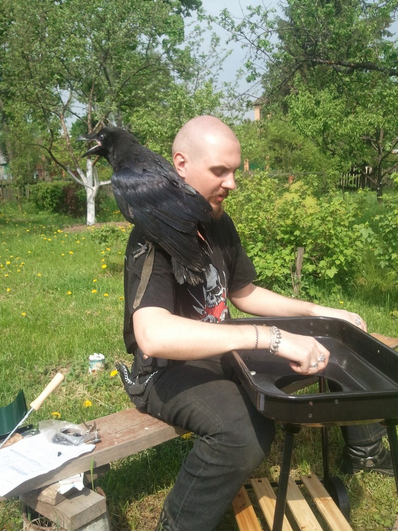 Ручной ворон