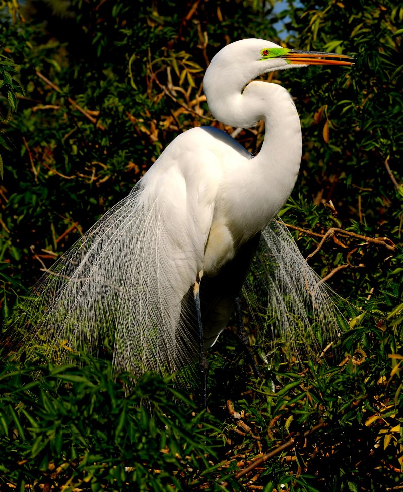 Малая белая цапля Egretta garzetta