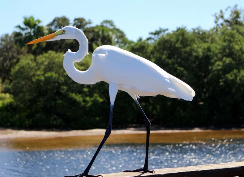 Egretta Alba
