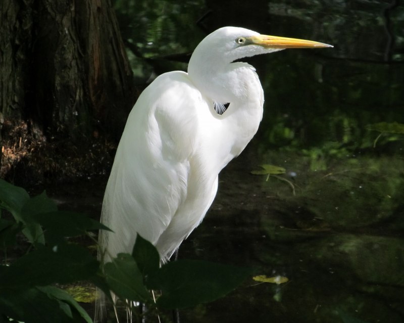 Egretta Alba