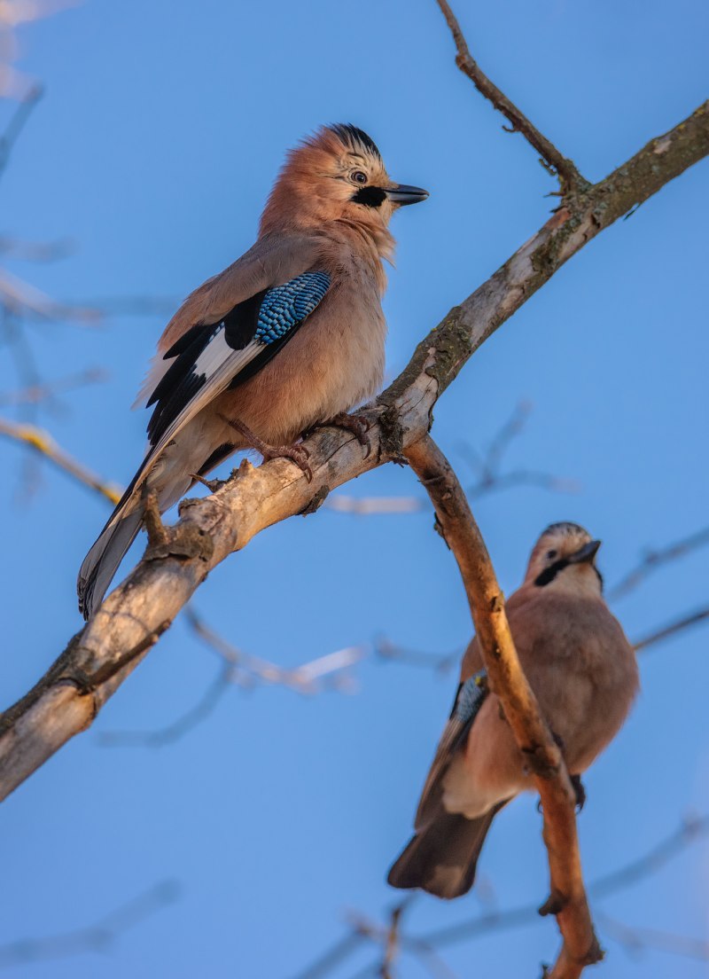 Garrulus glandarius