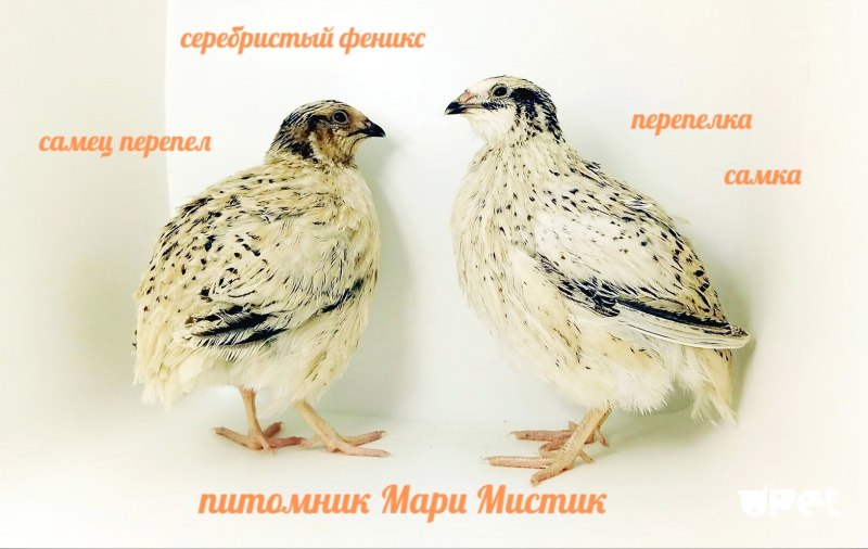 Перепелята Фениксы золотистый