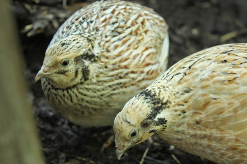 Italian Quail