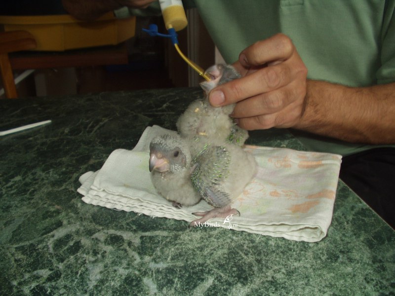 Скелет попугая кореллы