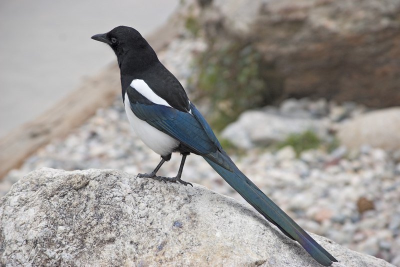Sayings about early Birds