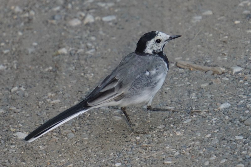 Tyrannus forficatus