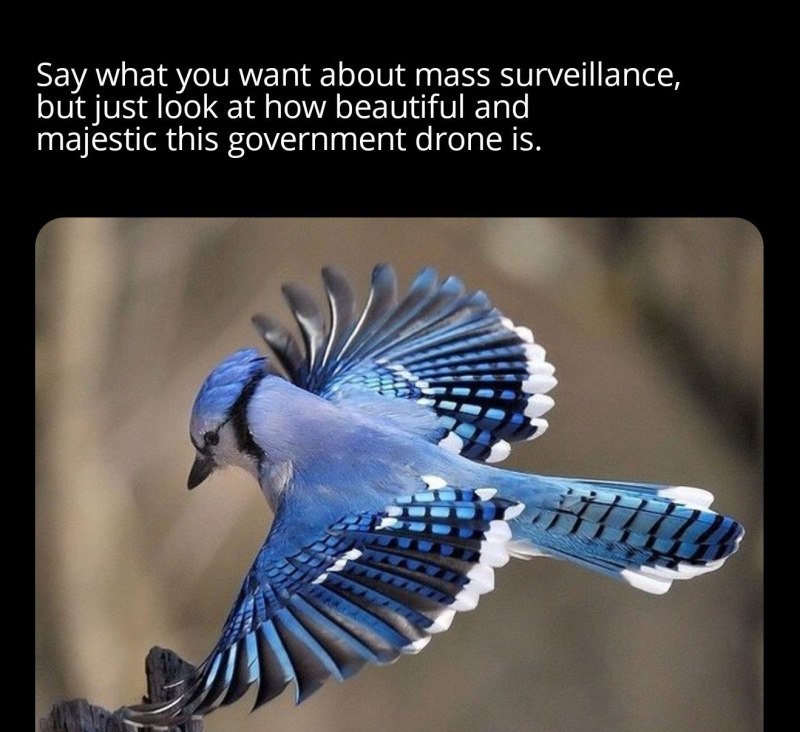 Blue Macaw попугай
