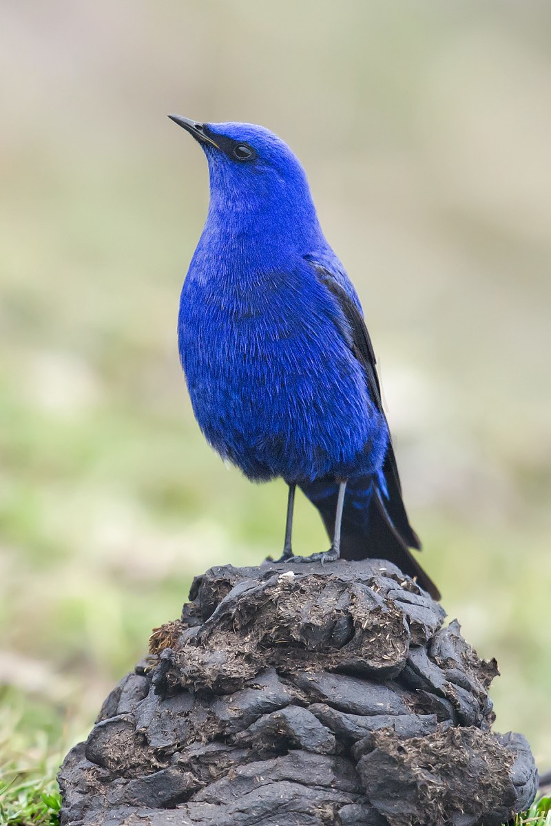 Лиловый Дрозд (Myophonus caeruleus)