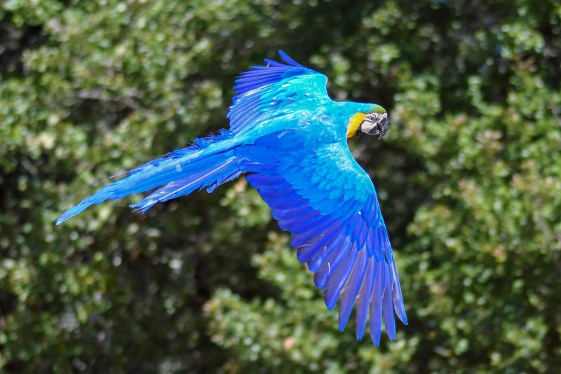 Myophonus caeruleus