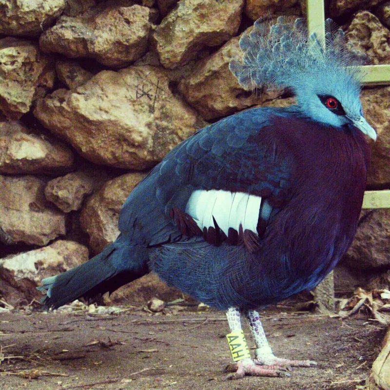 Малабарский скворец