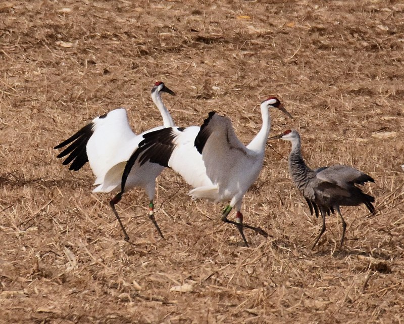 Youvenale whooping Crane