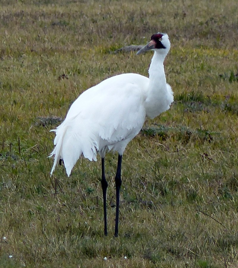 Grus Americana