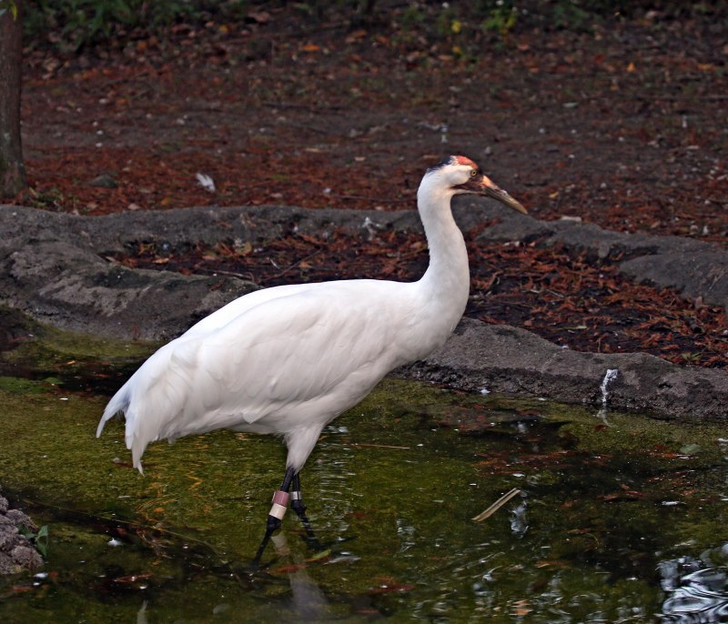 Young Grey whooping Crane