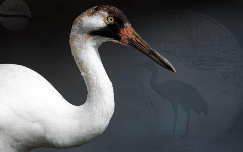 Youvenale whooping Crane