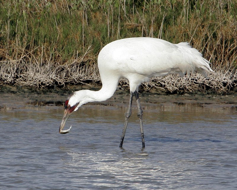 Species of Cranes