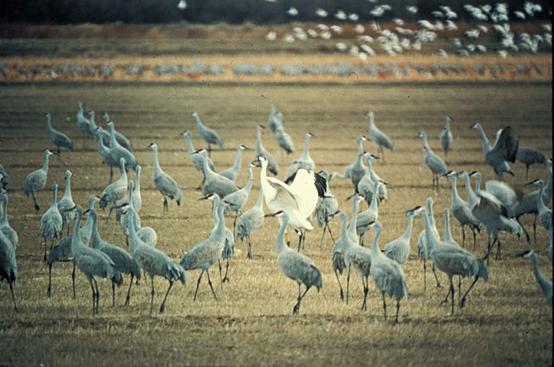 Whooping Crane for Kids