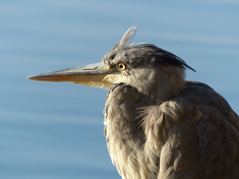 Птичка с хохолком на голове и длинным клювом фото название