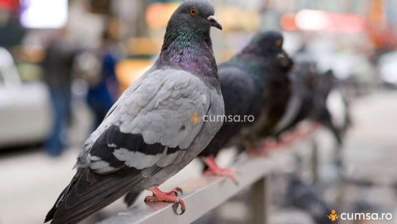 Голуби-Архангелы (Columba Livia)