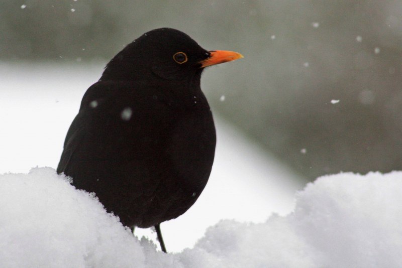 Adeus per Starling