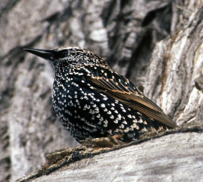 Turdus Merula