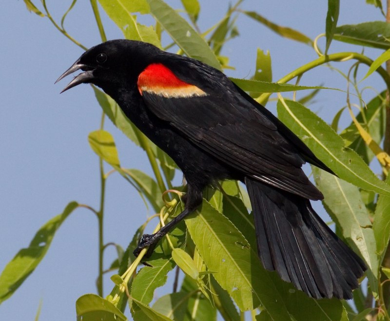 Red Winged Blackbird