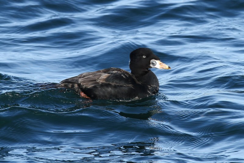 Melanitta perspicillata