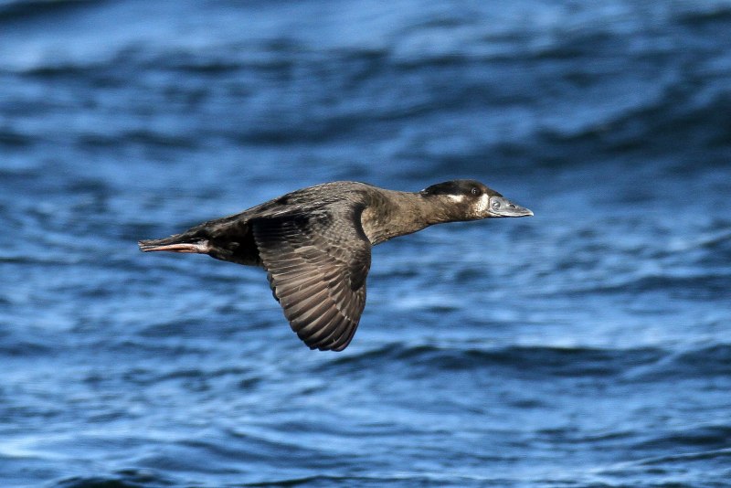 Синьга Melanitta nigra
