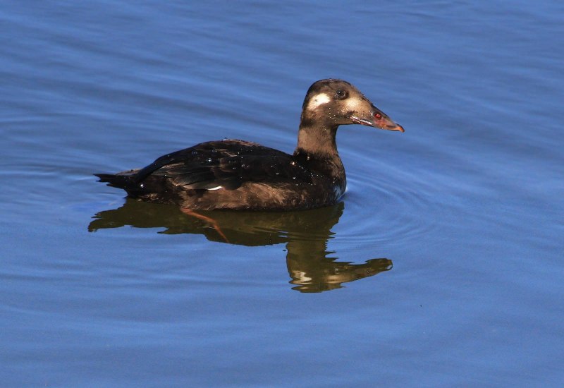 The Surf Scoter (Melanitta perspicillata)