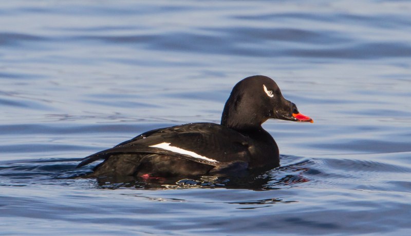 The Surf Scoter (Melanitta perspicillata)