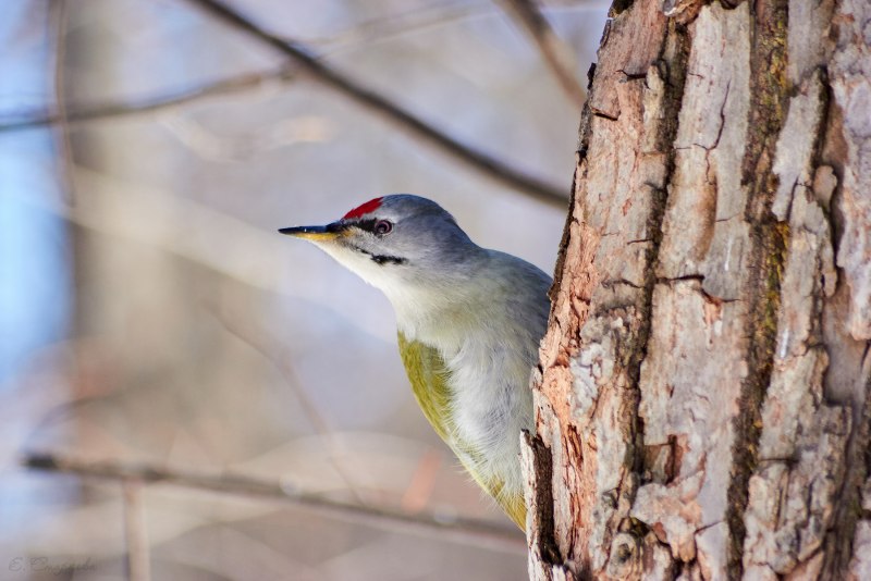 Campephilus magellanicus