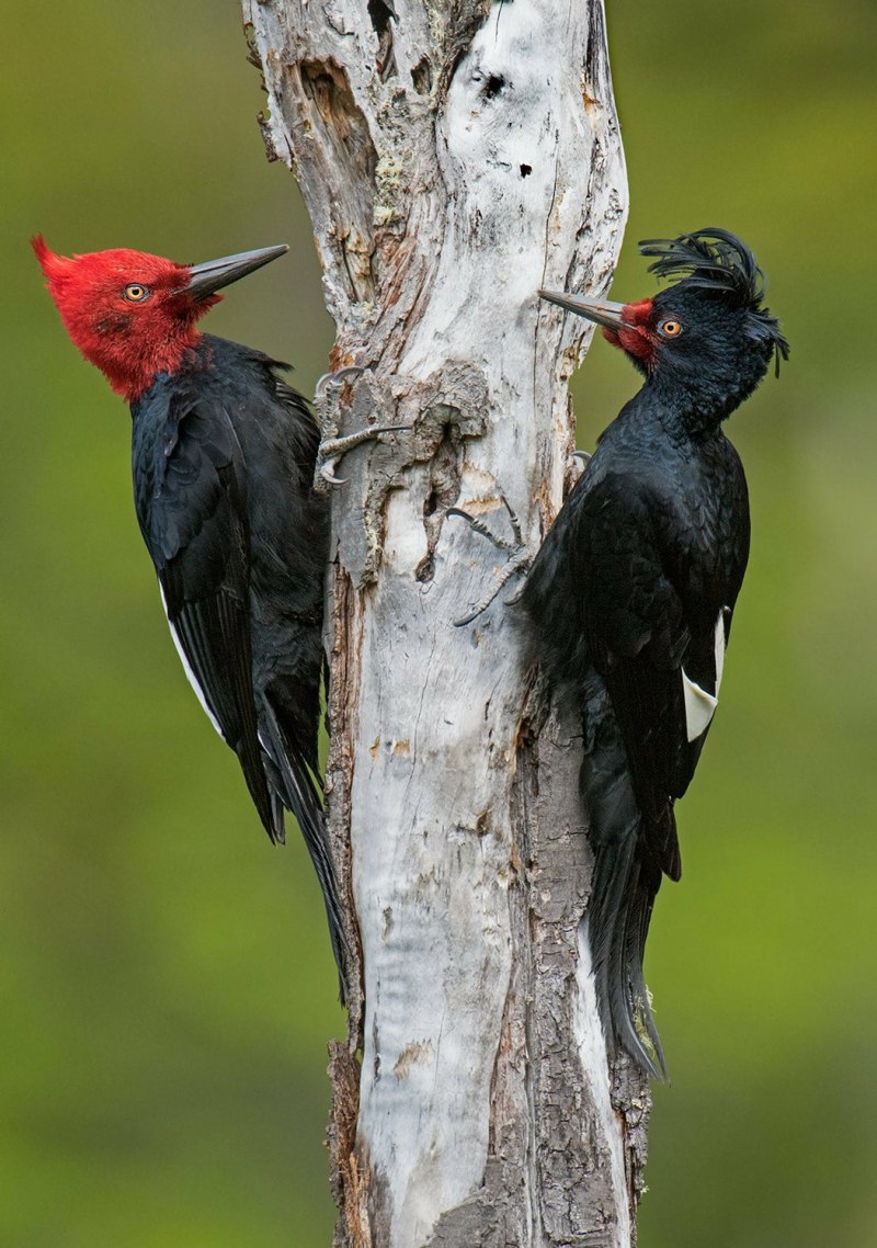 Средний пёстрый дятел (Dendrocopos Medius) в красной книге