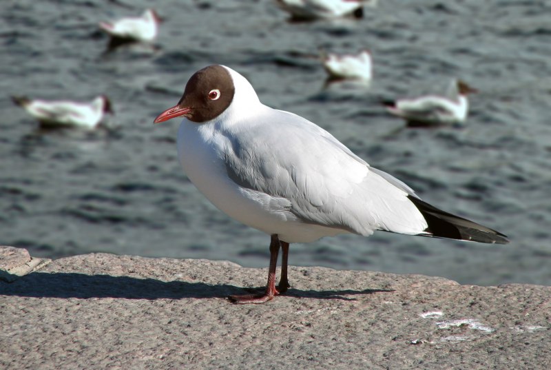 Larus ridibundus (отряд Ржанкообразные)