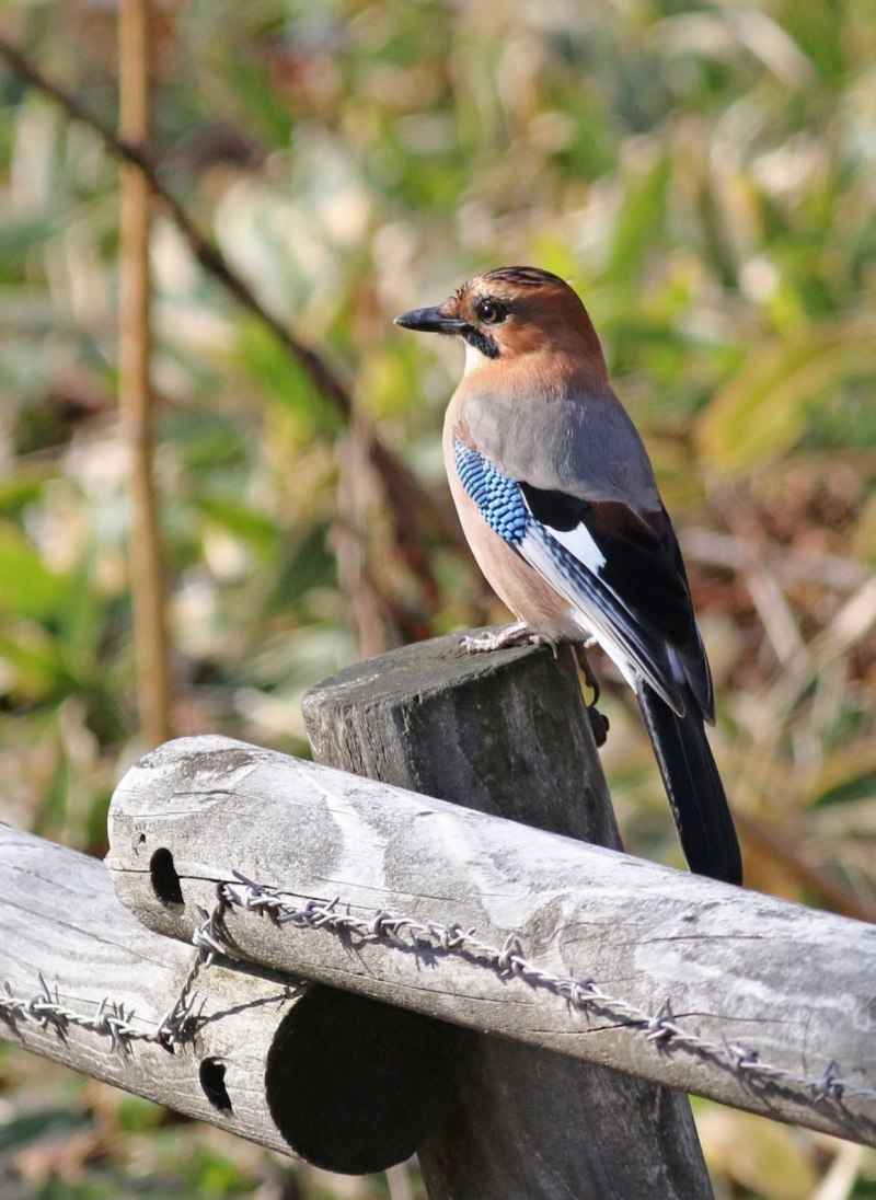 Сойка garrulus glandarius