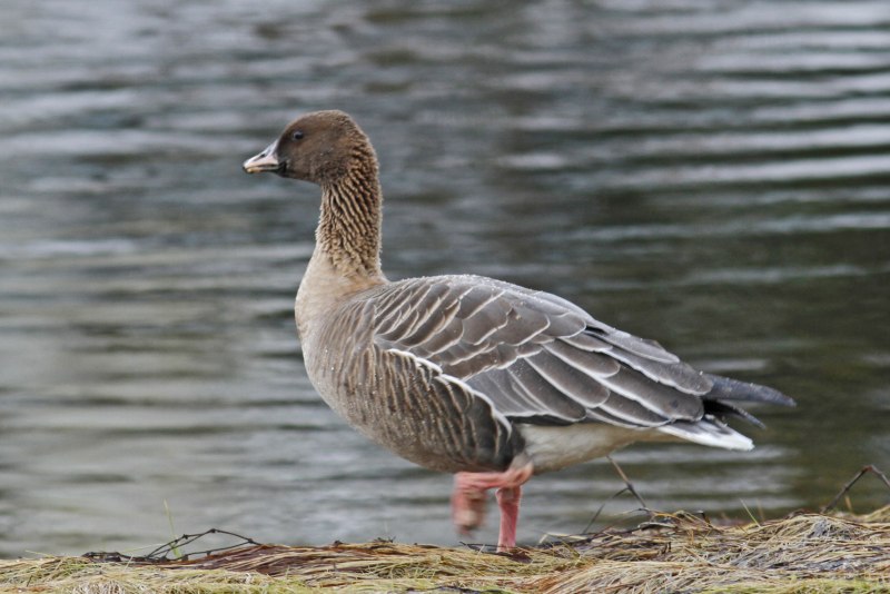 Anser fabalis serrirostris