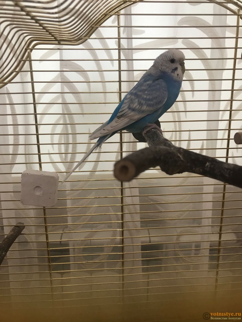Нежный попугай Budgies