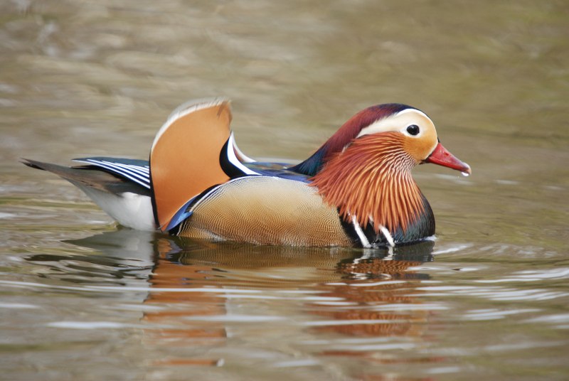 Утка-Мандаринка (Aix galericulata) Приморье