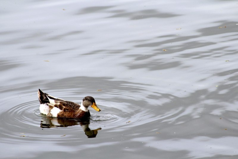 The Swan & Mallard