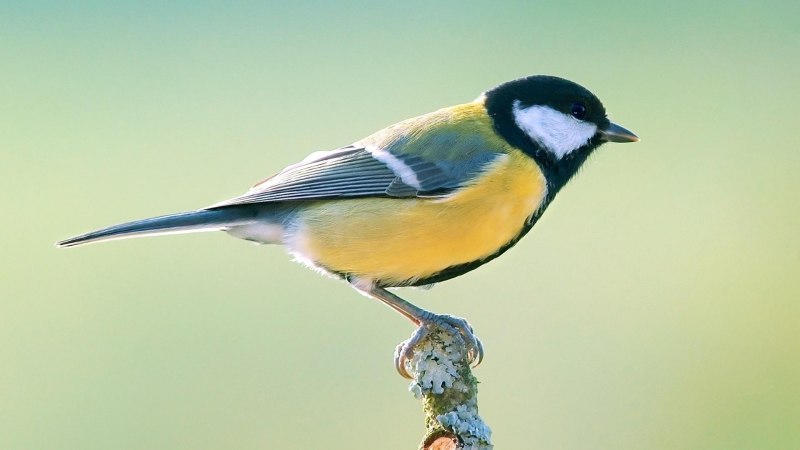 Синица Parus Major