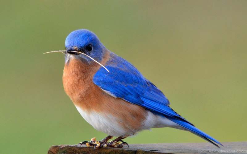 Мухоловки Muscicapidae
