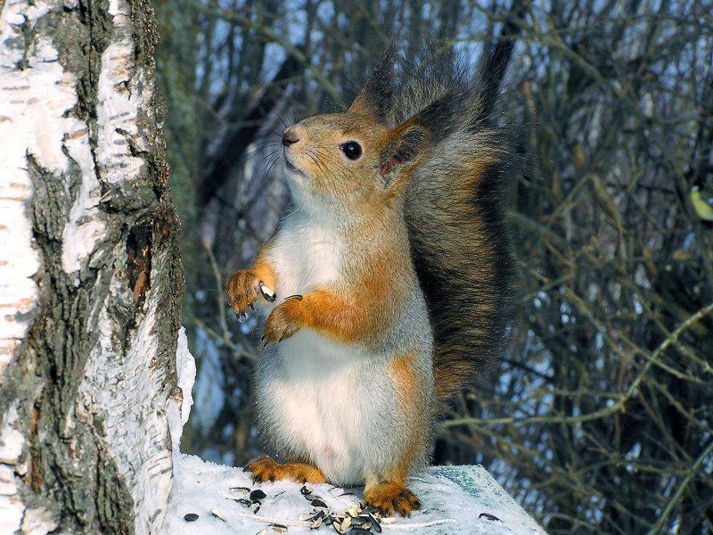 Природа Урала животные