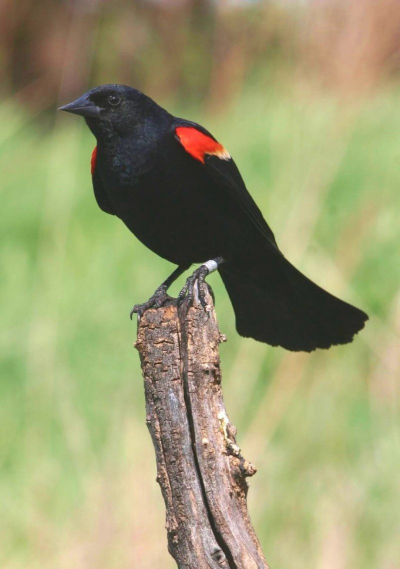 Red Winged Blackbird