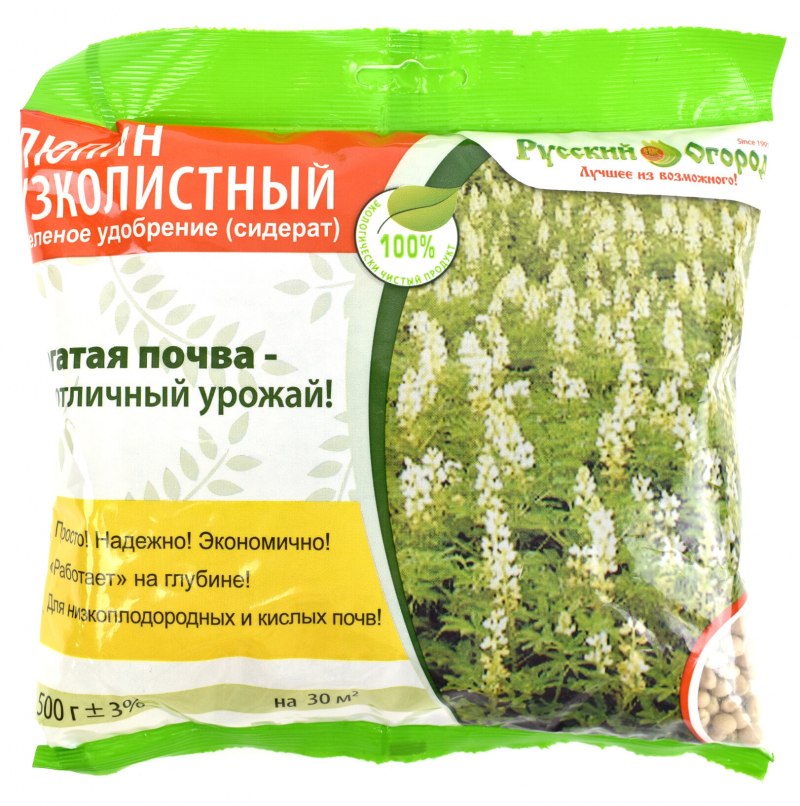 Горлица фото крупным планом