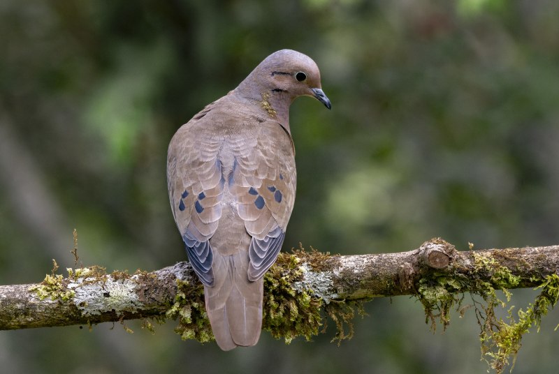 Горлица большая (Streptopelia orientalis)