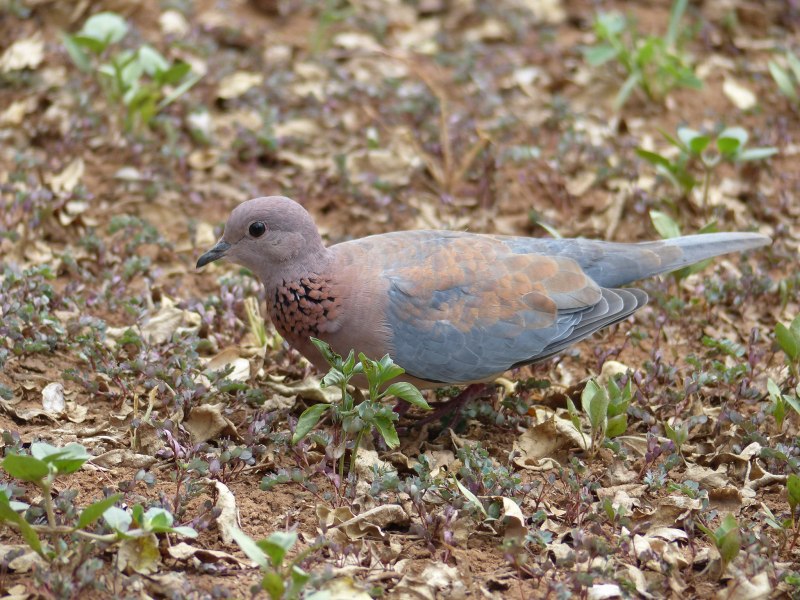 Горлица Ястребиная (Geopelia striata)
