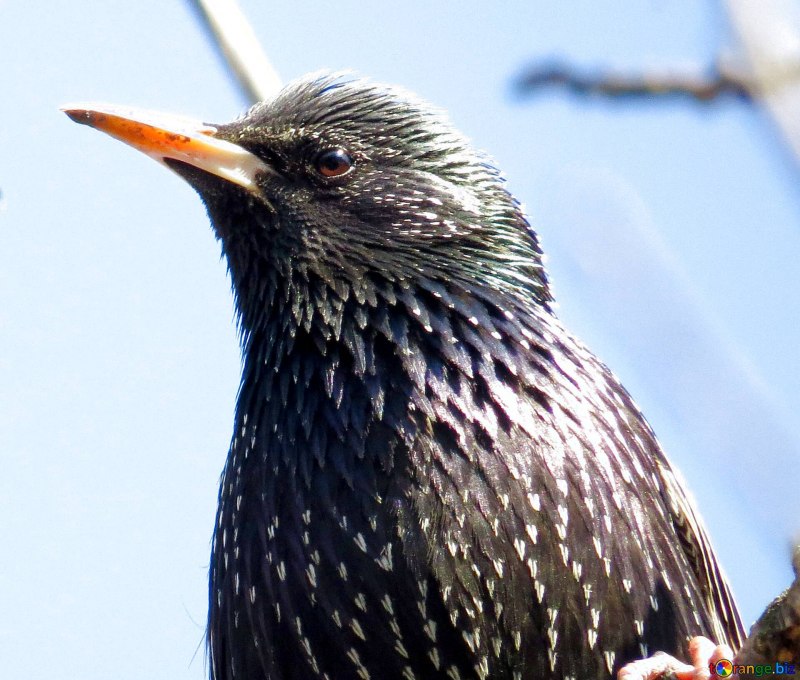 Семейство врановые - Corvidae