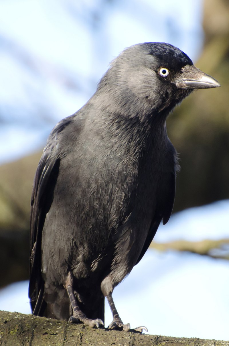 The Starling 2021 Netflix скворец