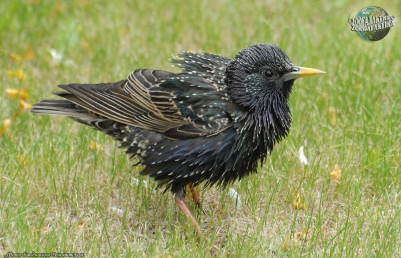 Graurul- (Sturnus vulgaris